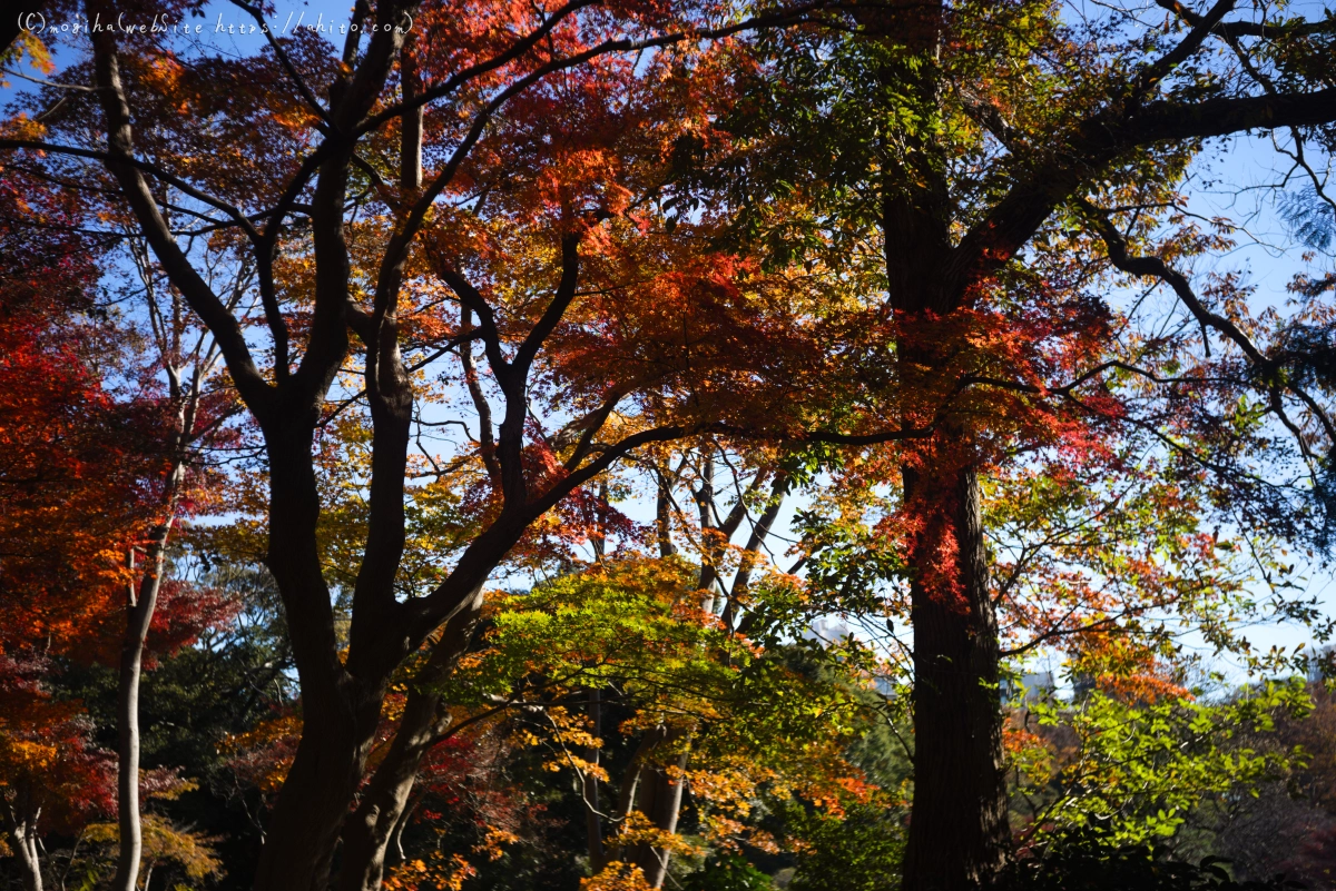 六義園の紅葉 - 27