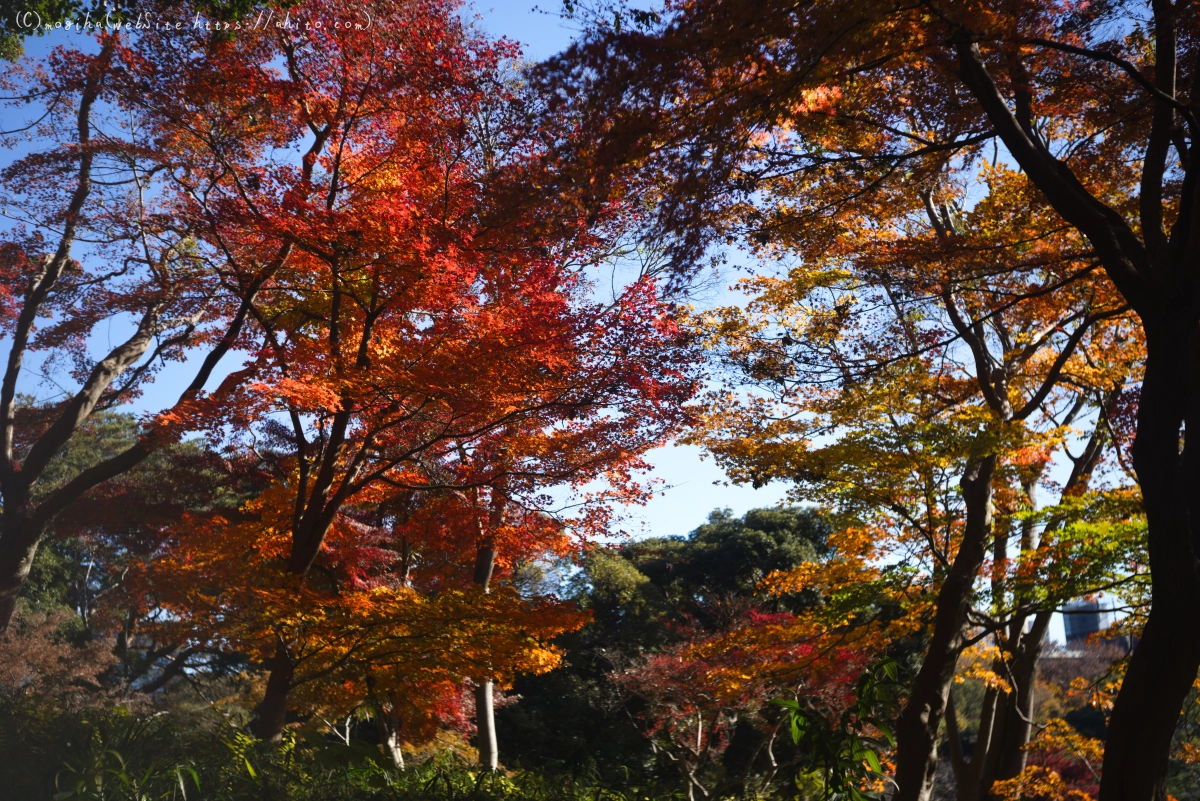 六義園の紅葉 - 28