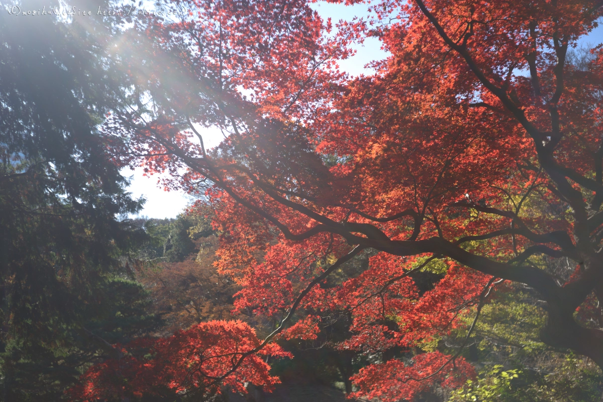 六義園の紅葉 - 29