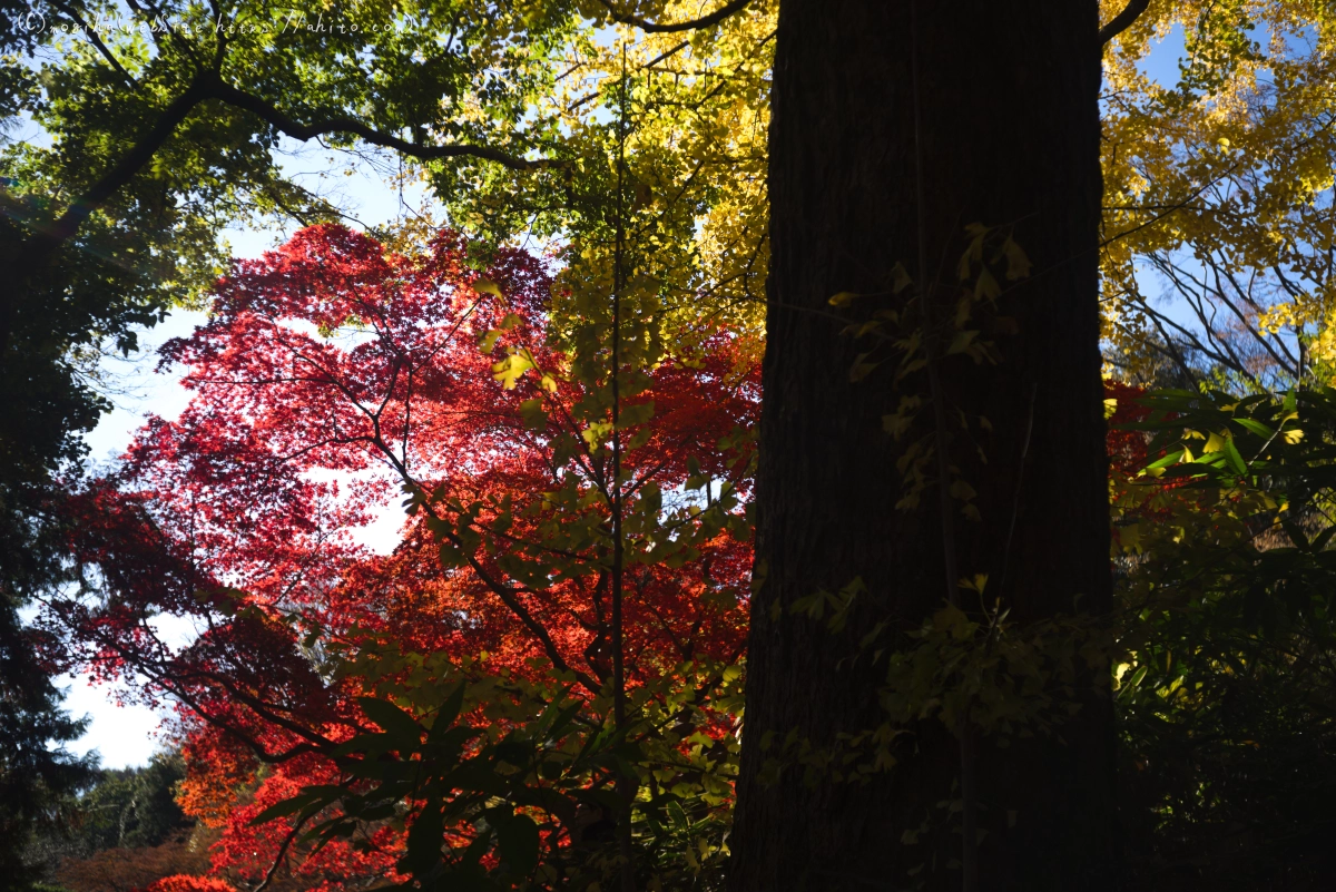 六義園の紅葉 - 30