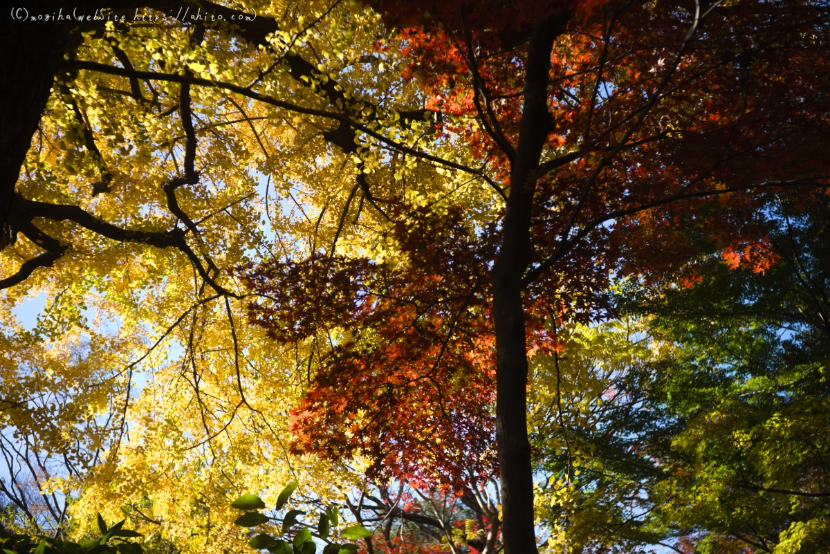 六義園の紅葉 - 31