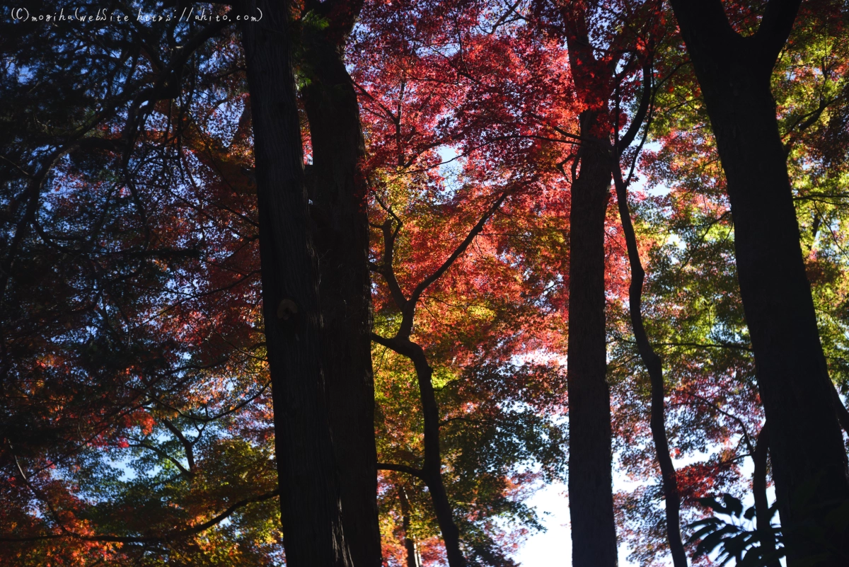 六義園の紅葉 - 32