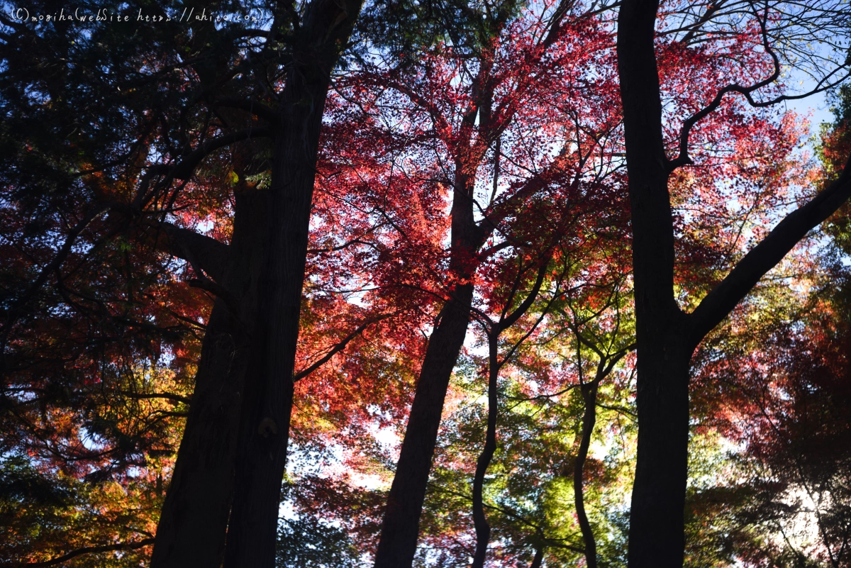 六義園の紅葉 - 33