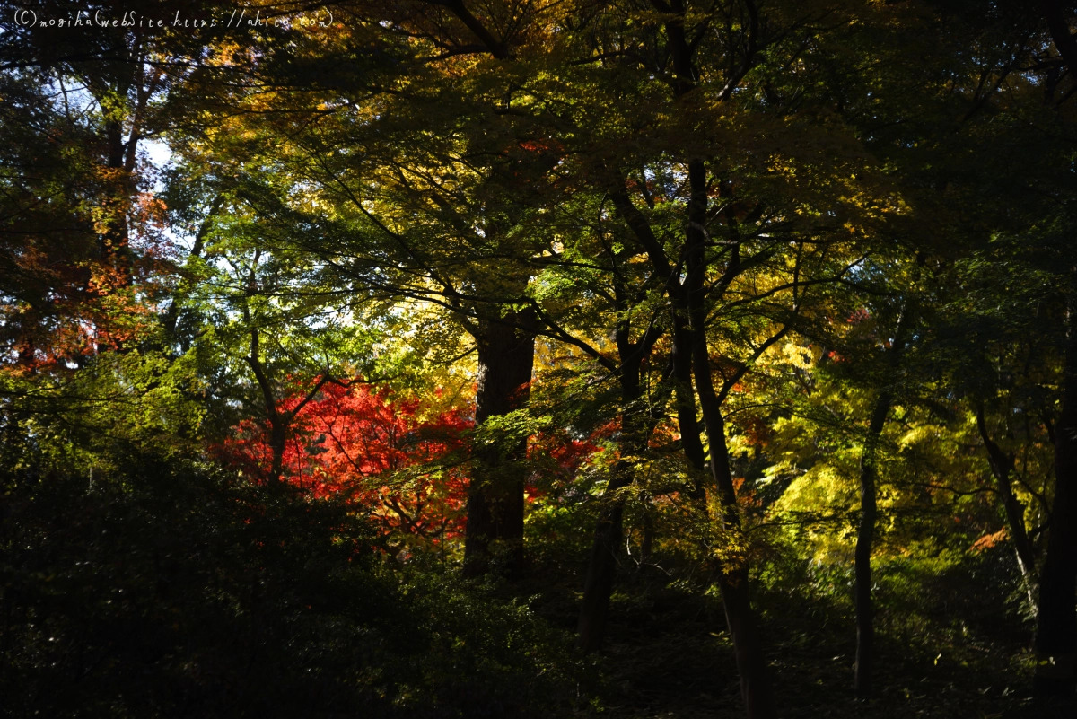 六義園の紅葉 - 34