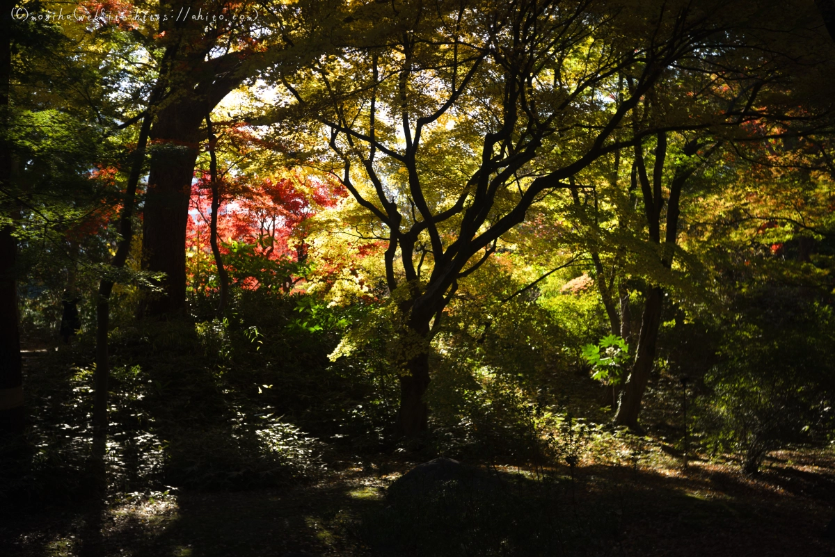 六義園の紅葉 - 35