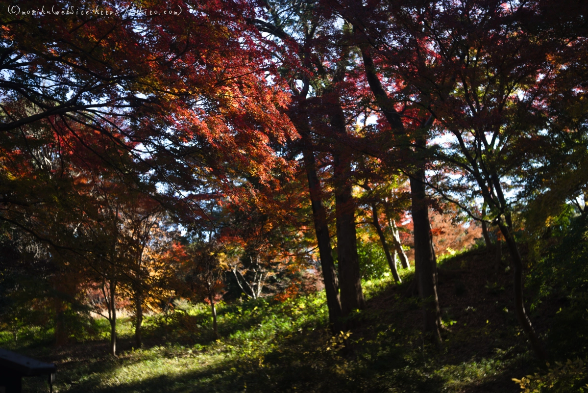 六義園の紅葉 - 36