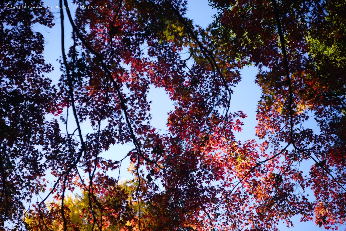 六義園の紅葉 - 37