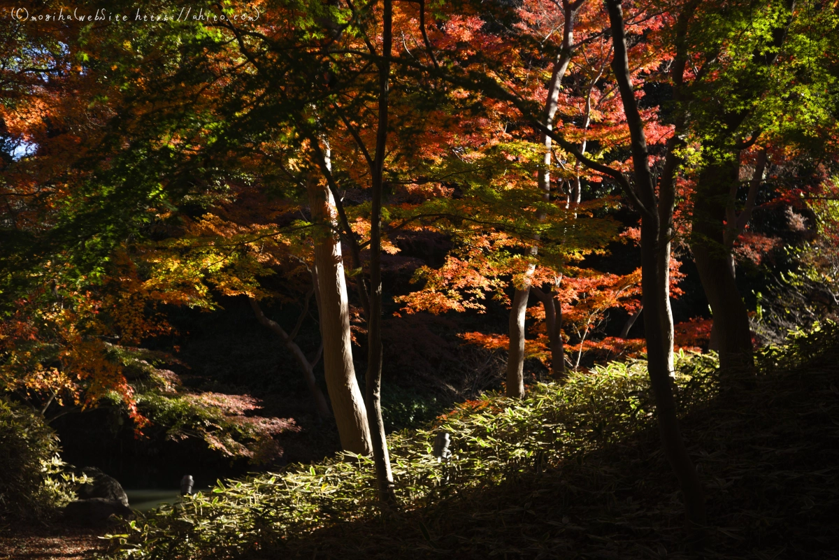 六義園の紅葉 - 38