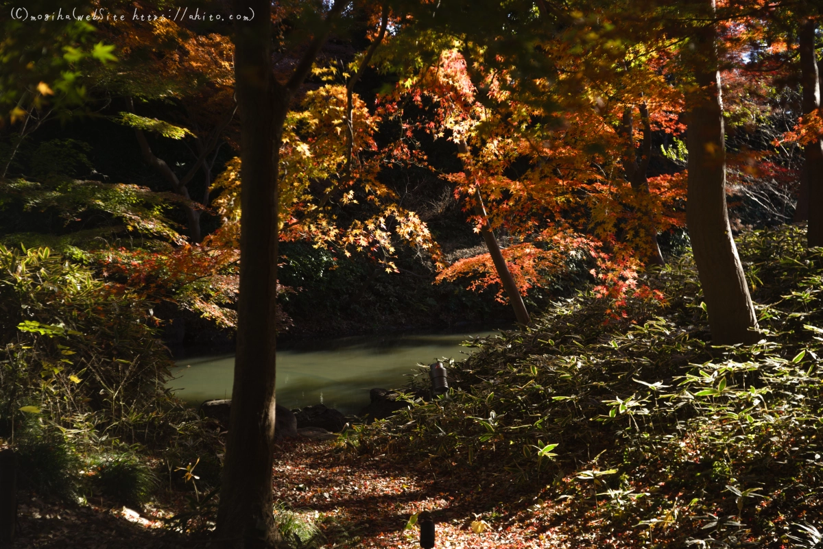 六義園の紅葉 - 39