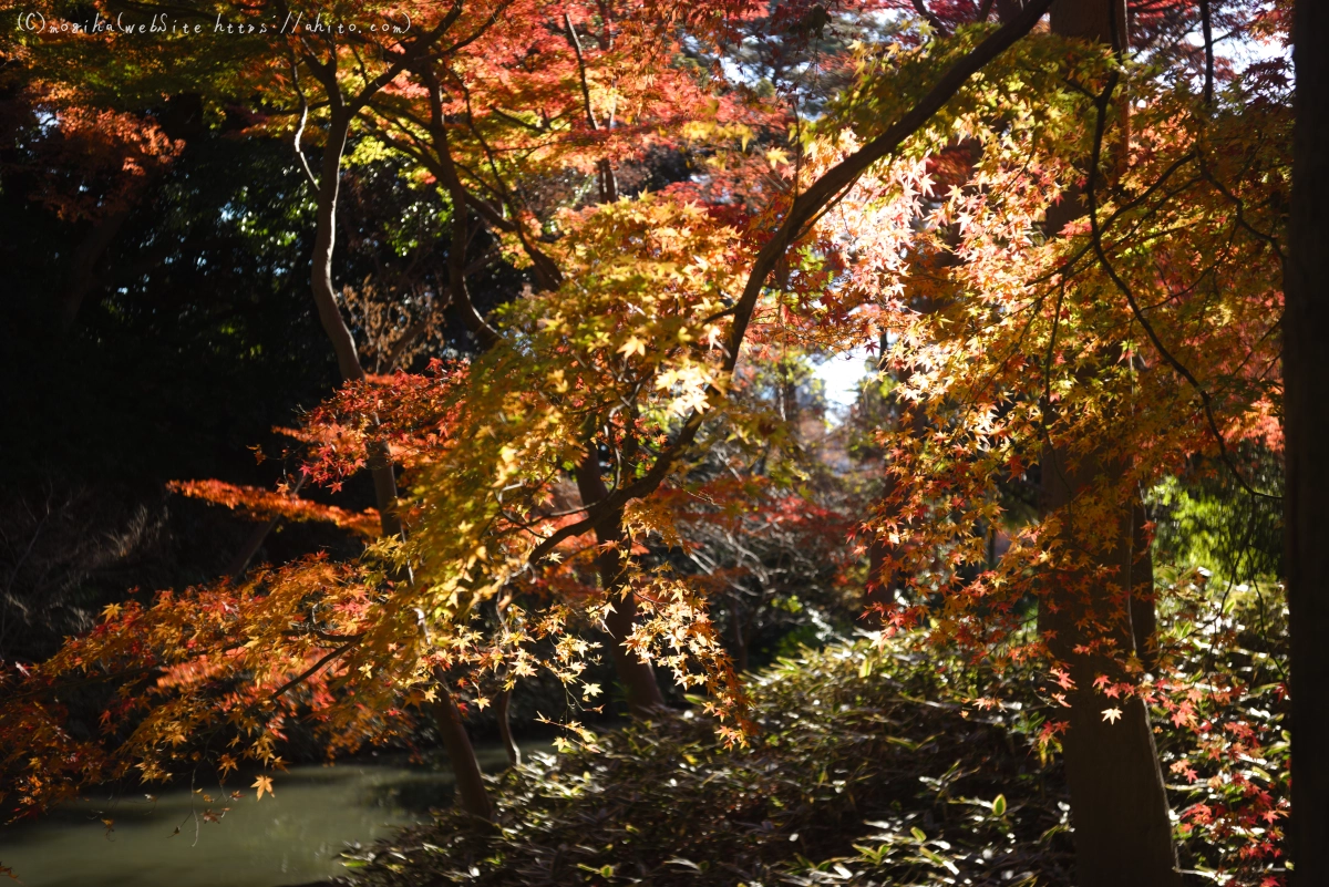 六義園の紅葉 - 40