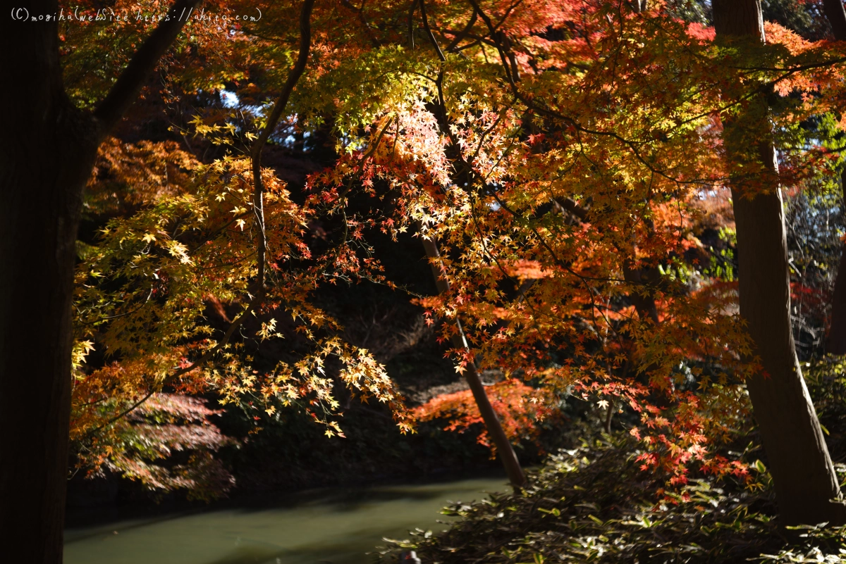 六義園の紅葉 - 41