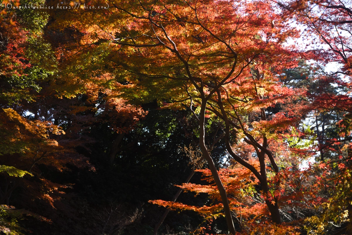 六義園の紅葉 - 42