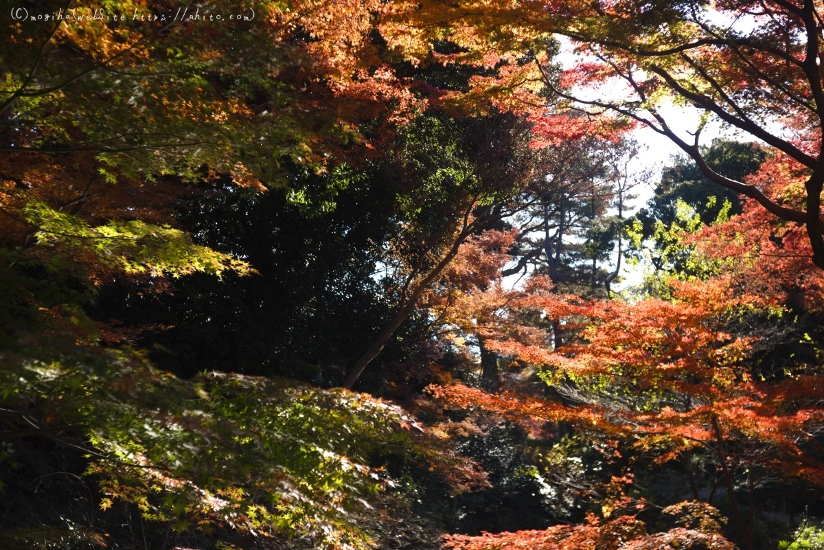 六義園の紅葉 - 43