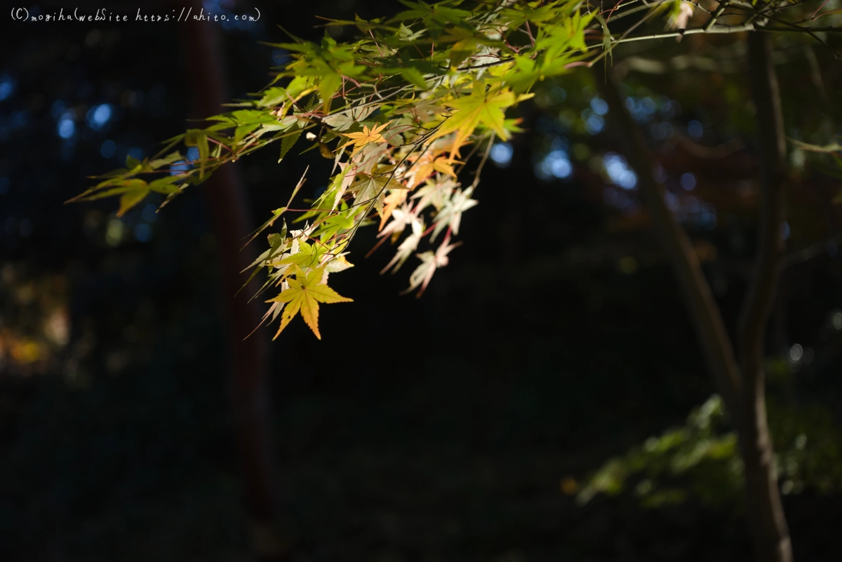 六義園の紅葉 - 44