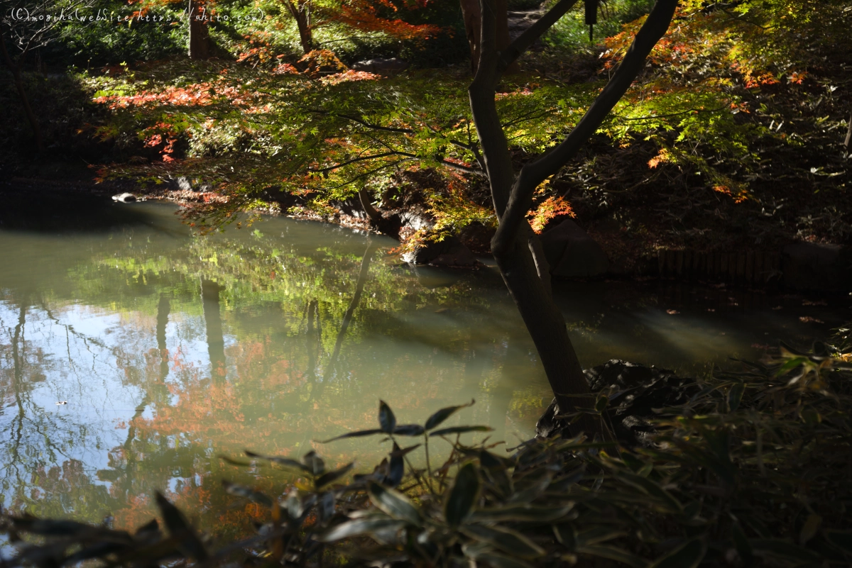 六義園の紅葉 - 45