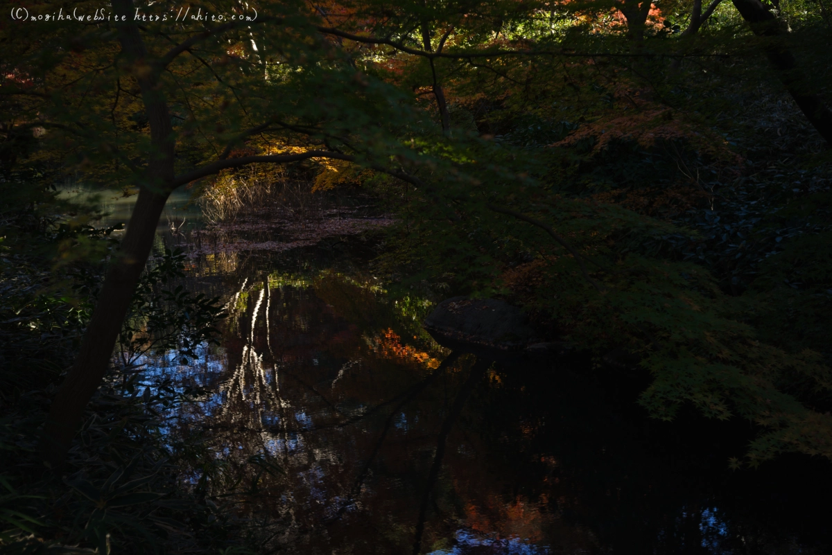 六義園の紅葉 - 46