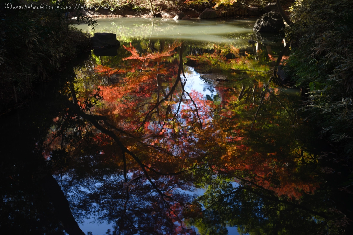 六義園の紅葉 - 47