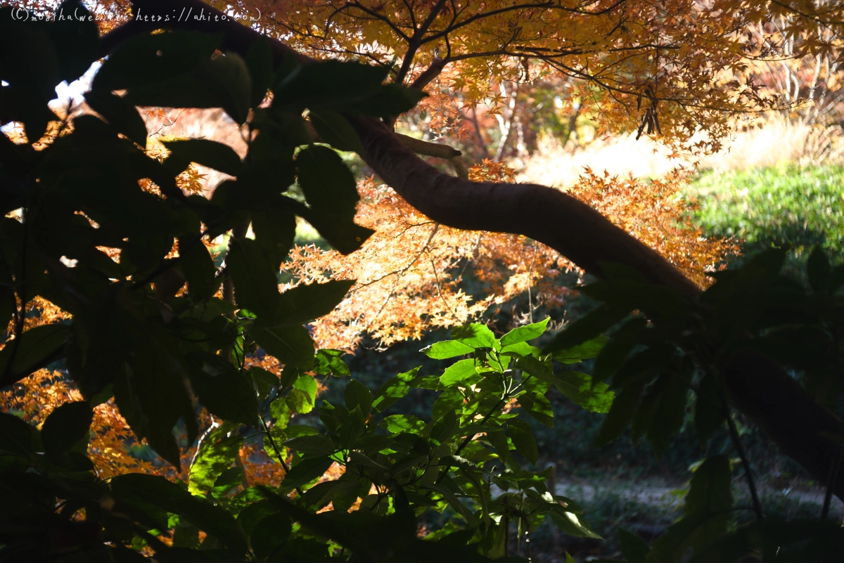 六義園の紅葉 - 49