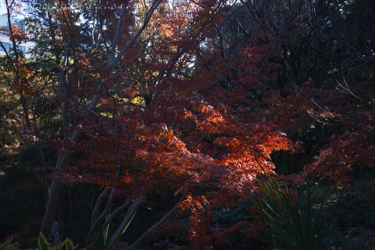 六義園の紅葉 - 51