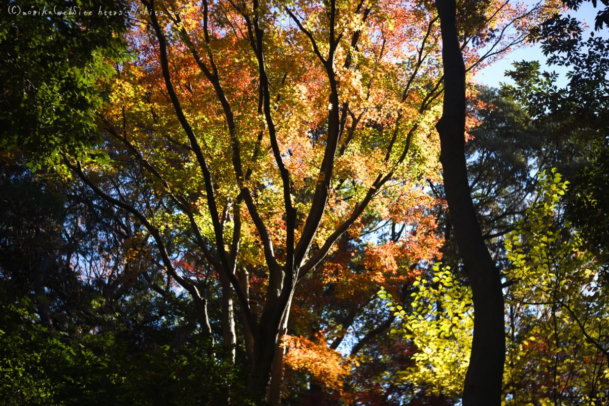 六義園の紅葉 - 52