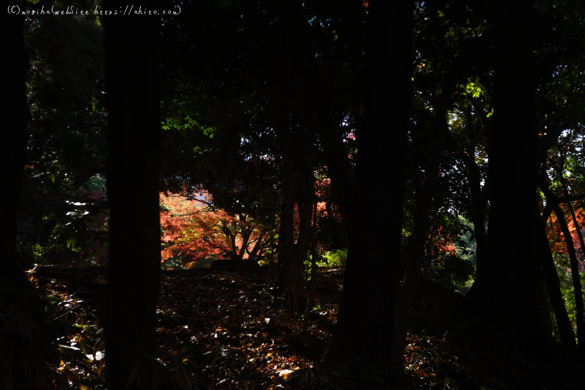 六義園の紅葉 - 53