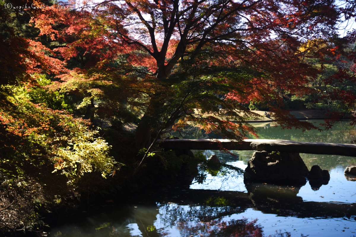 六義園の紅葉 - 54