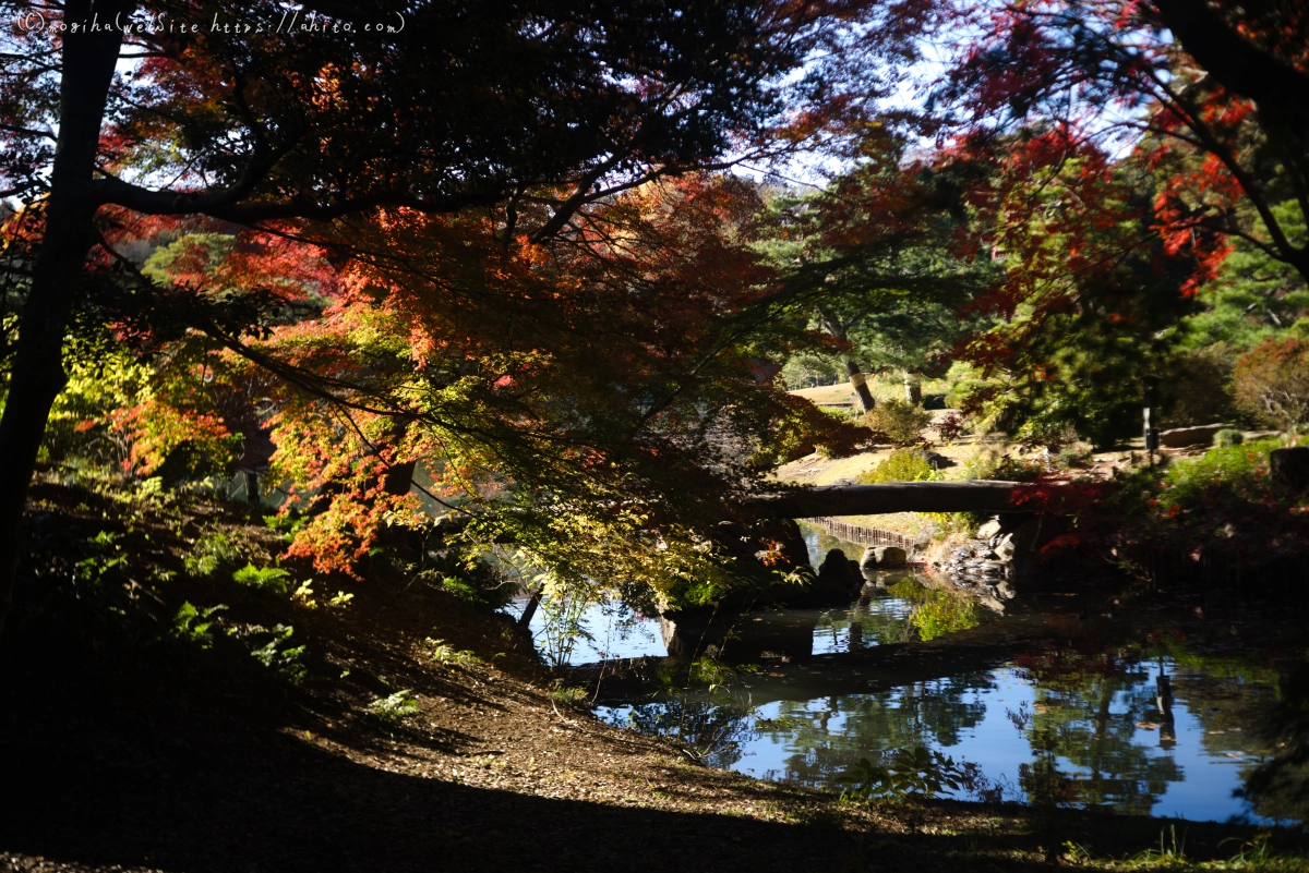 六義園の紅葉 - 55