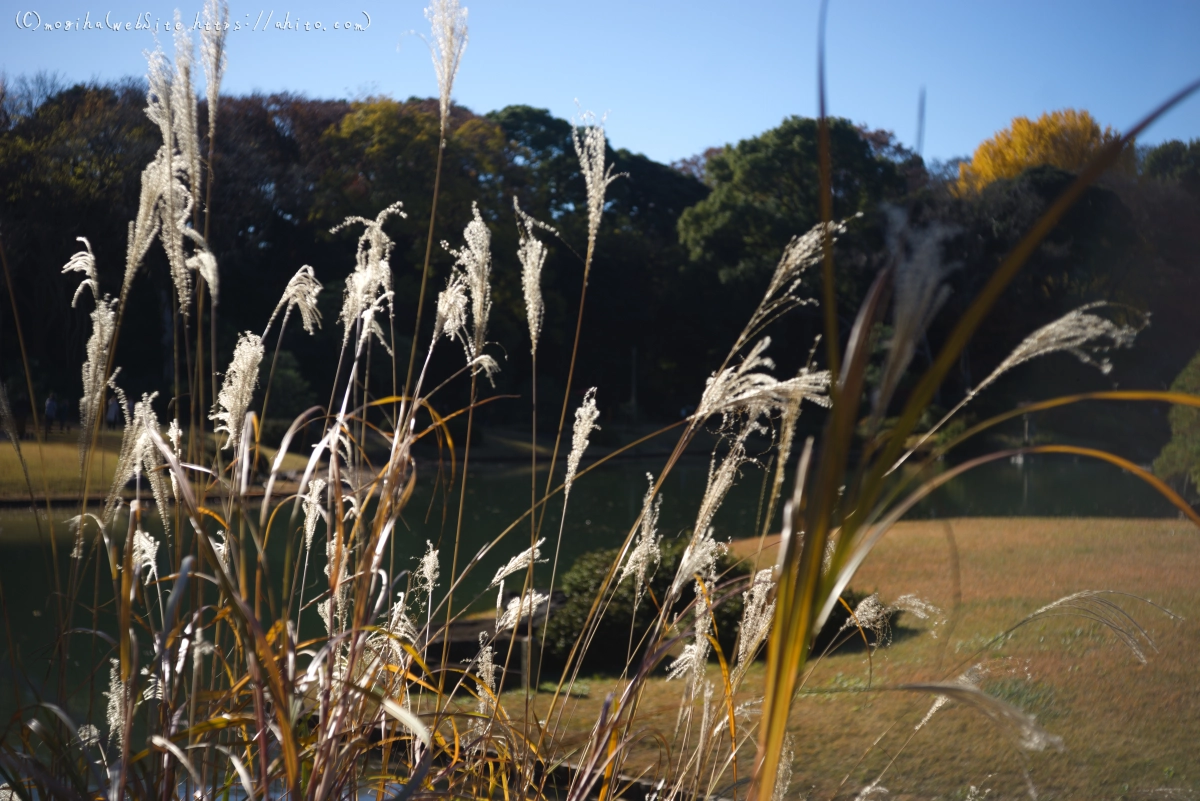 六義園の紅葉 - 60