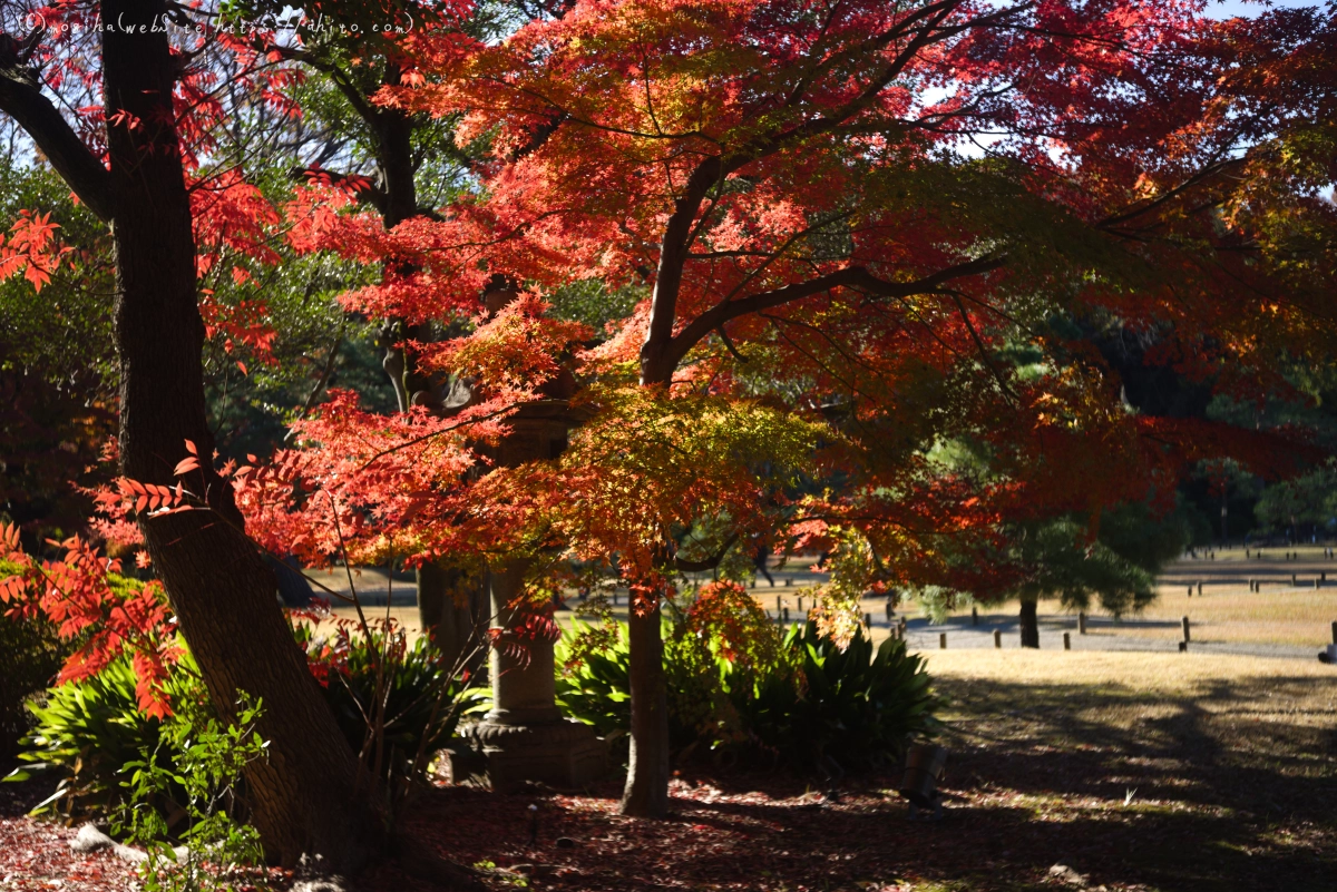 六義園の紅葉 - 61