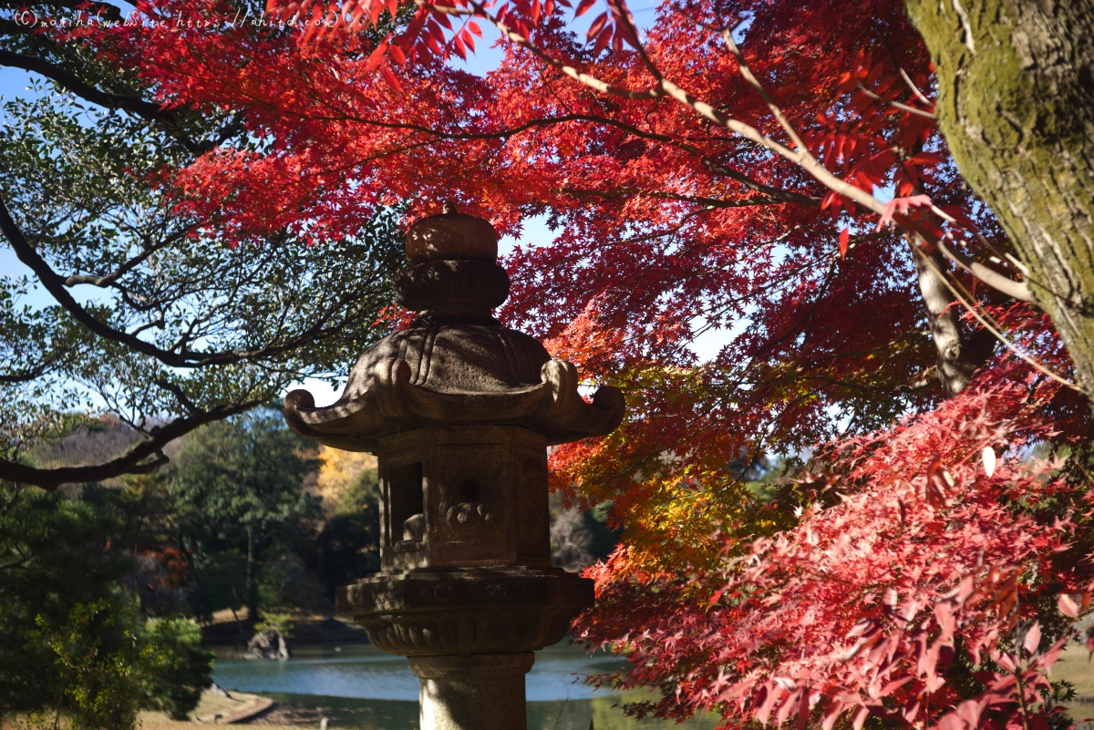 六義園の紅葉 - 62