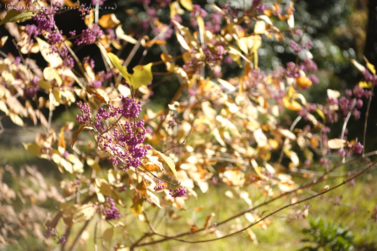 六義園の紅葉 - 63