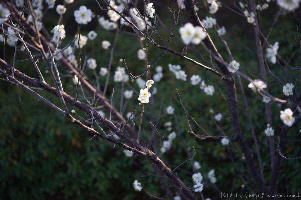 梅の花 - 07