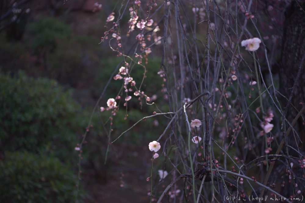 梅の花 - 10