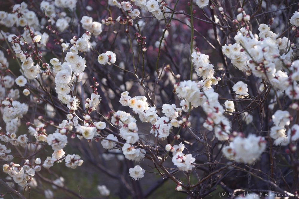 梅の花 - 12