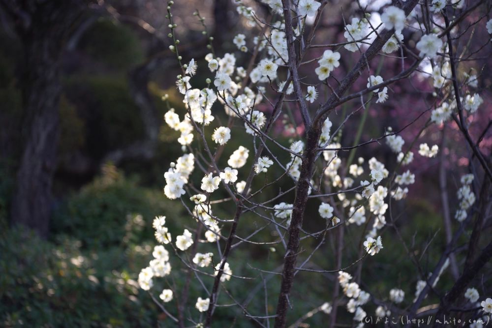 梅の花 - 14