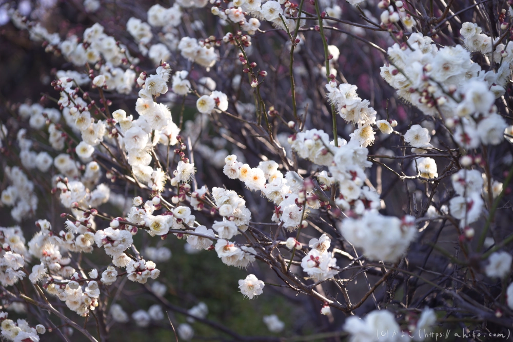 梅の花 - 16