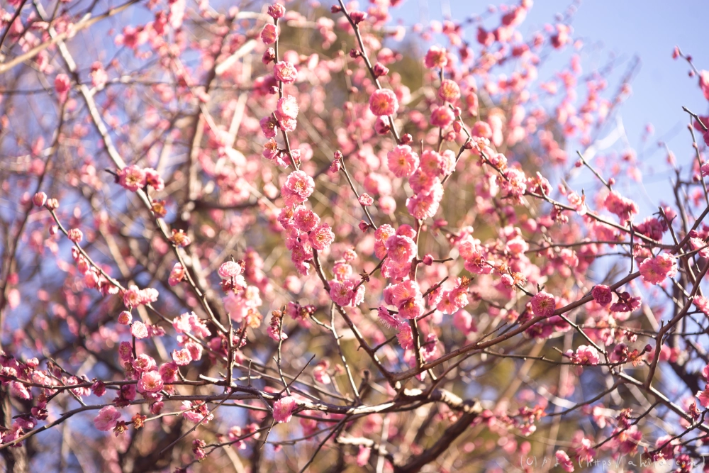 梅の花 - 17