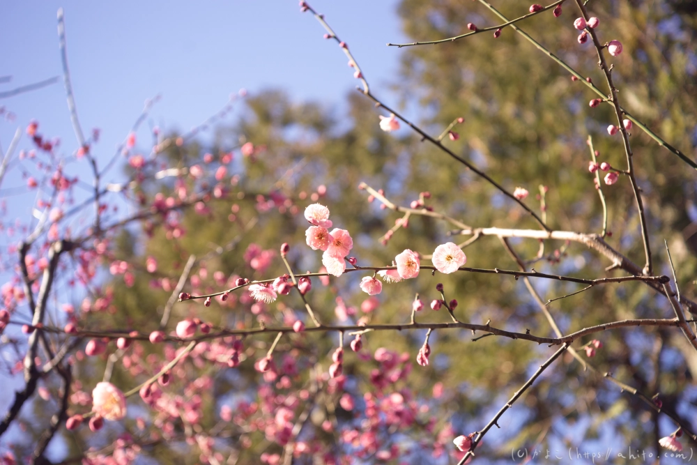 梅の花 - 18