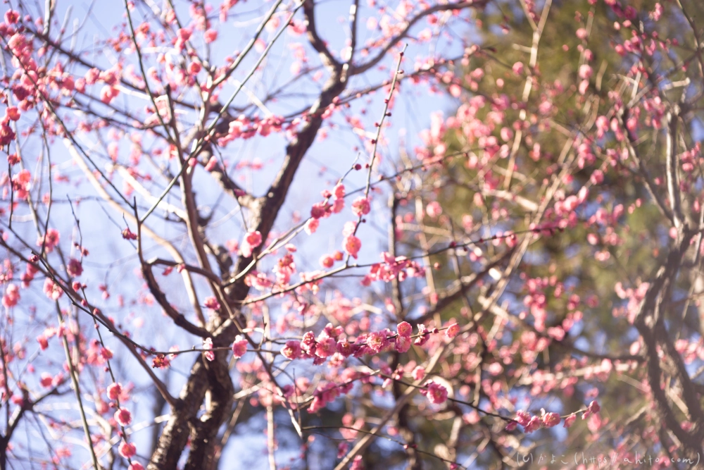 梅の花 - 19