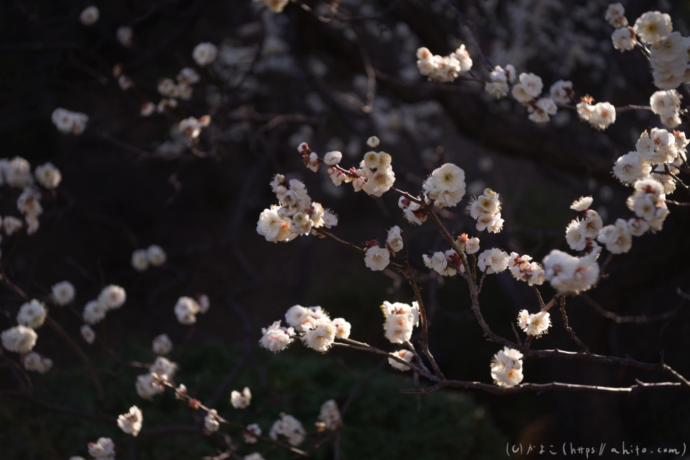 梅の花 - 34