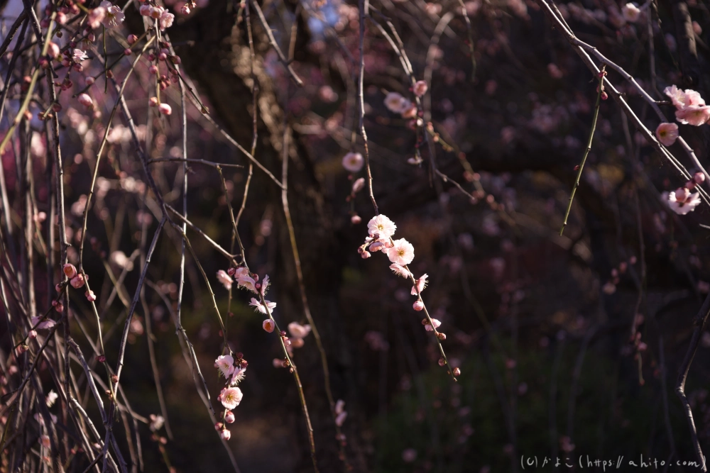 梅の花 - 40