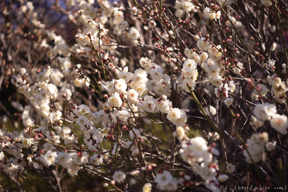 梅の花 - 41