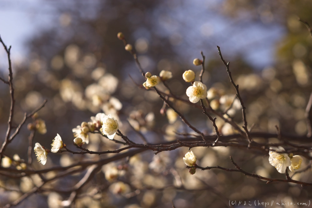 梅の花 - 10