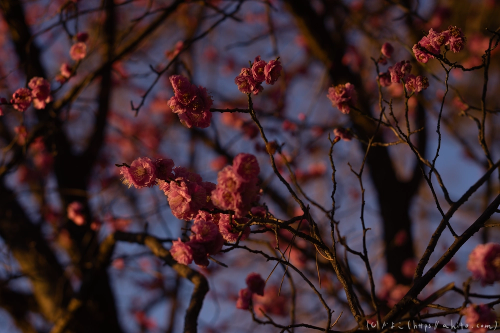 朝の梅の花 - 03