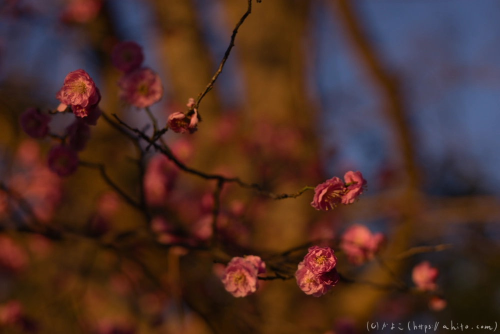 朝の梅の花 - 04