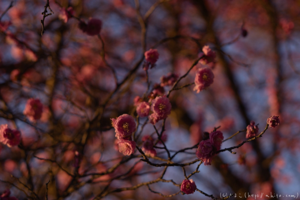 朝の梅の花 - 06