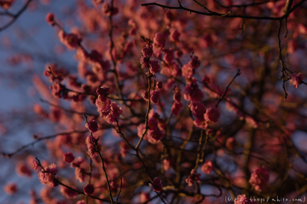 朝の梅の花 - 07