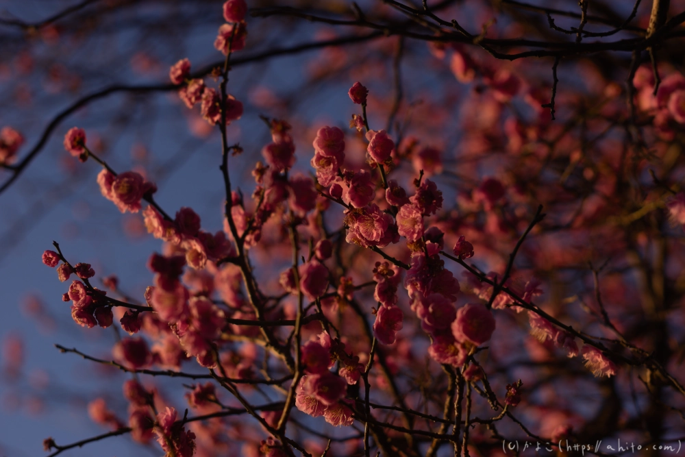 朝の梅の花 - 08