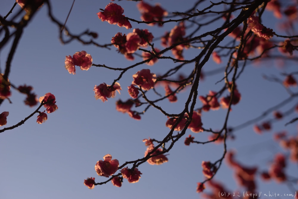 朝の梅の花 - 09