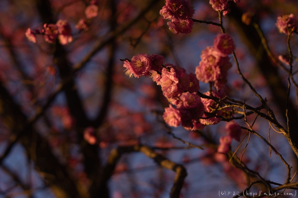 朝の梅の花 - 10